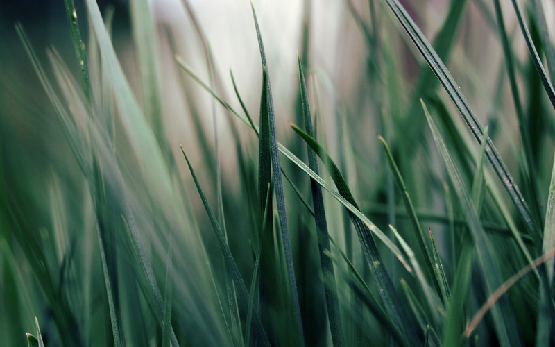 plants, abstract, rural scene, sunlight, green, no People, summer, beauty In Nature, morning, crop, 2K, vibrant Color, growth, agriculture, selective focus