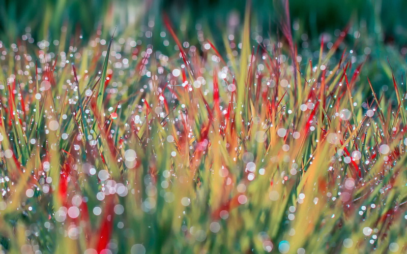 drops, dew, 1080P, morning, grass