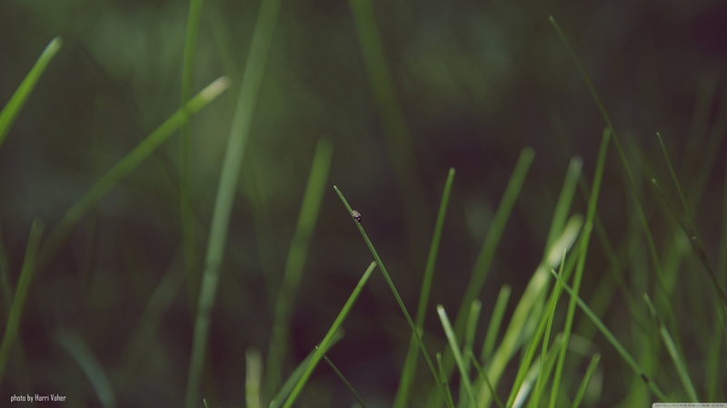summer, leaves, beauty In Nature, meadow, no People, sunlight, defocused, morning, outdoors, growth, 4K, lawn, freshness, plant, field, environment, tranquility