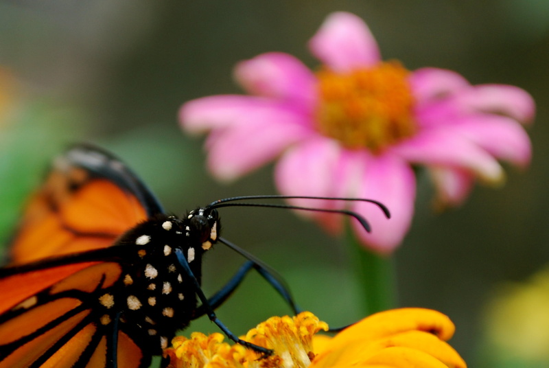 close-up, brookside  gardens, macro, animal Wing, beauty In Nature, untitled, 1080P, nature, animal, butterfly - Insect, nikon  d60, focus, yellow, flower