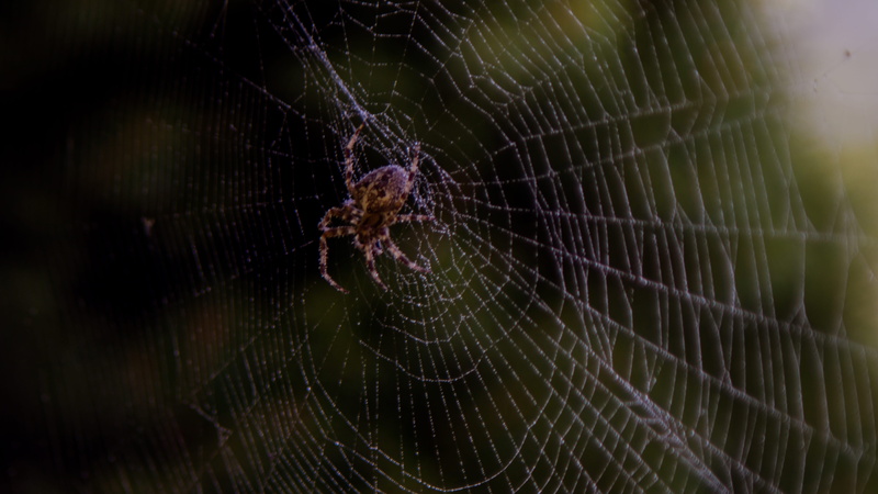 ekel, survival, spinne, outdoors, arthropod, focus on foreground, animal leg, vulnerability, 5K, animal, purple, water, one animal, no people, animal wildlife