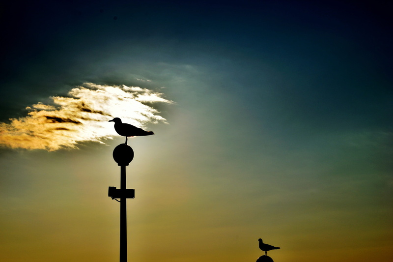 Water, direction, sunlight, bird, cloud - sky, Sea, wave, seascape, back Lit, guidance, sun, summer, dusk, Sky, Ocean, animal themes, resort, animals in the wild