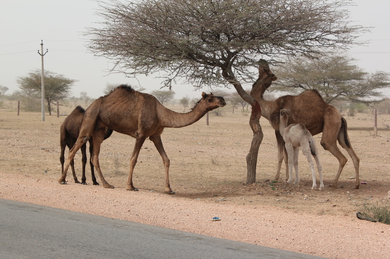 5K, land, india, tree, road, field, scenery, animal themes, domestic animals, vertebrate, livestock, group of animals, rajasthan, pets, mammal, camel
