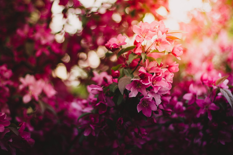 Pink flowers, 5K, Blossom, Flora, 4K