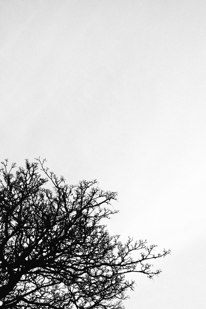 summer, low angle view, tree, day, copy space, travel, flower, sun, plant, bright, no people, tranquility, treetop, fair weather, nature, clear sky, scenics - nature