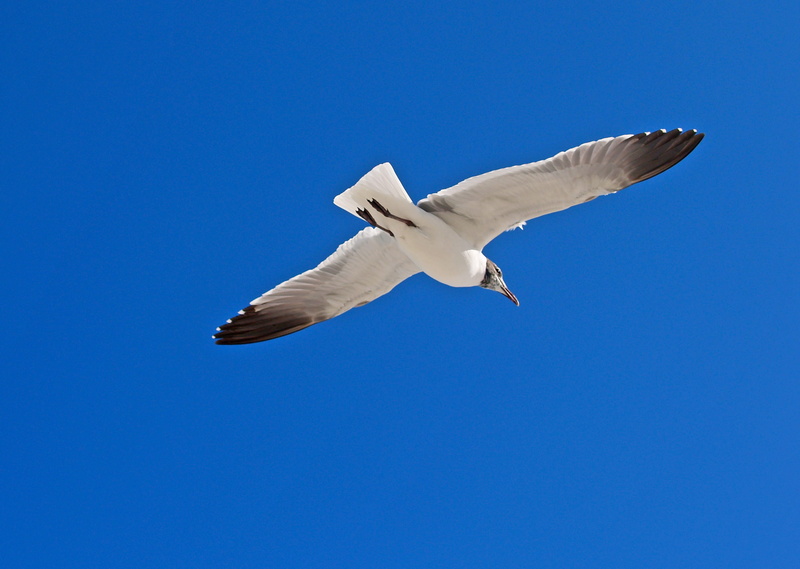 sky, low angle view, beach, mid-air, beak, no people, vertebrate, seagulls, animals in the wild, one animal, spread wings, nature, copy space, fly, clear sky