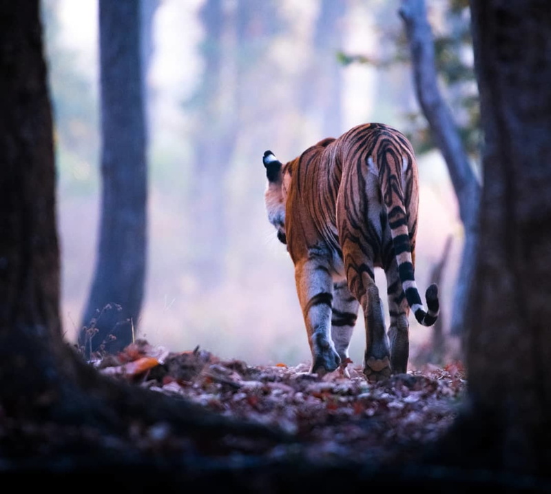 land, park, animals in the wild, environment, wildlife, trunk, daylight, tree, tiger, animal, full length, looking, woodland, fair weather, people, nature