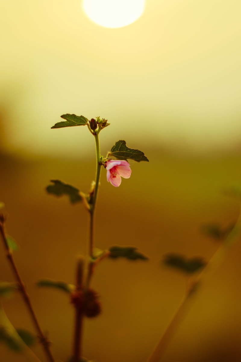 head, sky, 5K, freshness, solar flare, fair weather, selective focus, flower head, pink color, blooming, sepal, plant stem, fragility, close-up, flowering plant