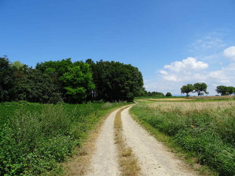 forest, field, the way forward, day, silent, 5K, summer, wayside, green, growth, beauty in nature, road, cloud - sky, sun, tree, tranquility, mood, environment