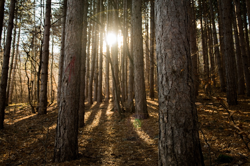 nature, outdoors, light, no people, sunny, leaf, landscape, beauty in nature, sun, sunshine, tranquil scene, sunbeam, shadow, tree, plant, day, streaming