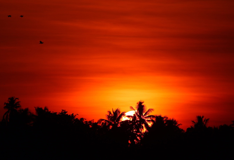 tranquil scene, palm tree, non-urban scene, sky, idyllic, orange color, silhouette, cloud - sky, sunset, landscape, tropical climate, silhouetted, no people