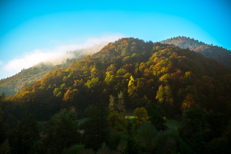 hill, fog, season, tranquility, tree, environment, wood, beauty in nature, green color, fall, plant, tranquil scene, autumn, fair weather, nature, change