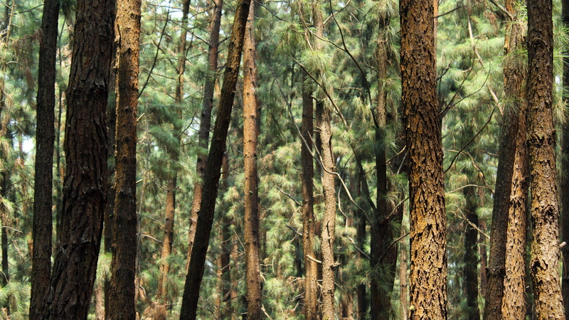 wood, land, trunk, redwood, conifer, bark, idukki, leaf, pine tree, travel, tranquility, rainforest, evergreen tree, flora, cypress, tallest, coniferous