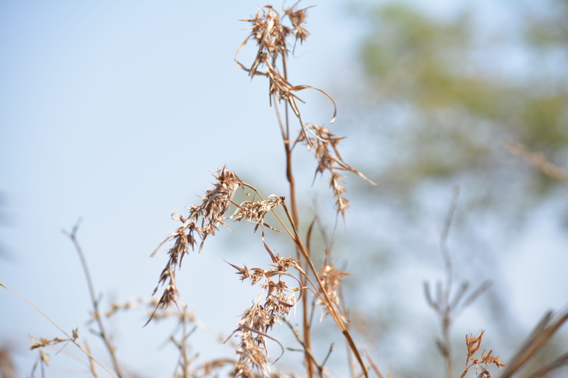 flowering plant, ashishchauhan, outdoors, vulnerability, beauty in nature, tranquility, ashu, focus on foreground, summer, no people, selective focus, grass