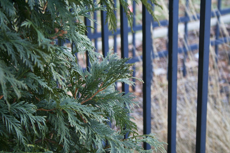 boundary, outdoors, focus on foreground, growth, green color, metal, season, nature, environment, plant part, evergreen, beauty in nature, no people, coniferous tree
