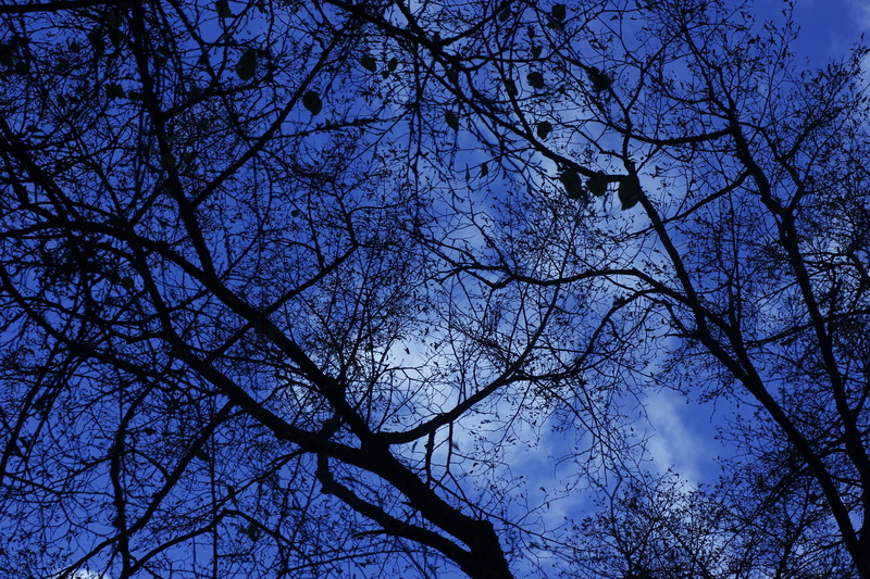 bare tree, nature, outdoors, 5K, wood, blue, latvia, plant, fair weather, tranquility, weather, beauty in nature, vertebrate, season, park, clear sky
