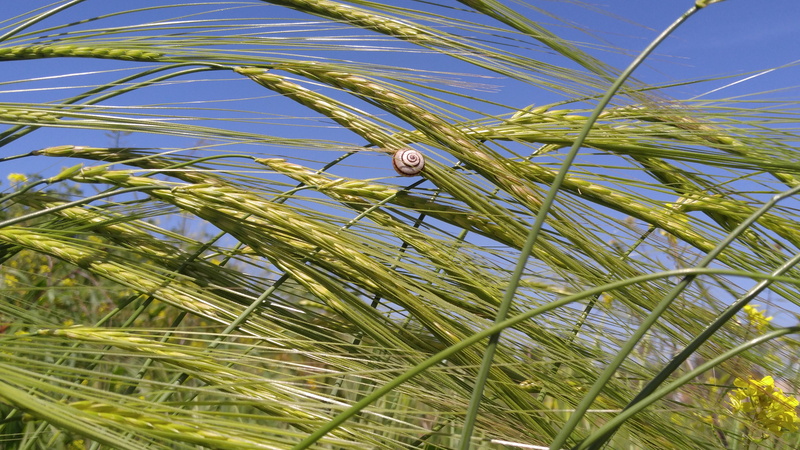 nature, agriculture, flora, fair weather, growth, grass, field, low angle view, 5K, crop, farm, beauty in nature, palm leaf, tranquility, tree, plant