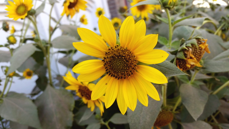 floral, springtime, day, beautiful, botanical, flora, petal, plant part, summer, season, blooming, closeup, plant, fragility, fair weather, sun, bright