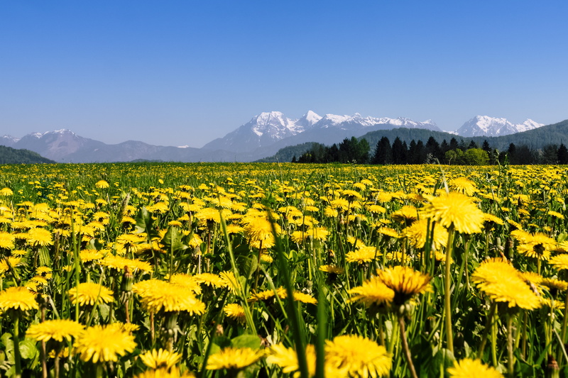 plant, hayfield, mountain range, sun, land, rural scene, growth, grass, flower, fair weather, dandelion, freshness, tranquil scene, landscape, no people