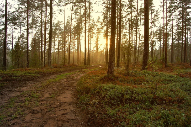 park, sunlight, travel, dawn, tranquility, the way forward, tree trunk, daylight, environment, garden, trunk, pine, fair weather, nature, no people, leaves