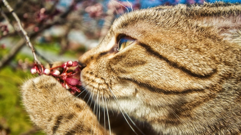 cat, animals, flower, smelling, 1080P, feline