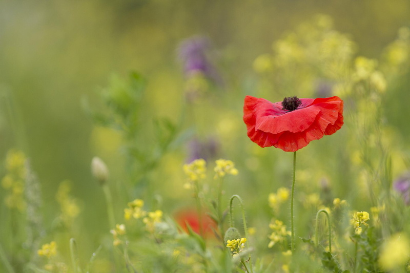 summer, summers, flowers, wild, 1080P, nature, smell, flower, hidden