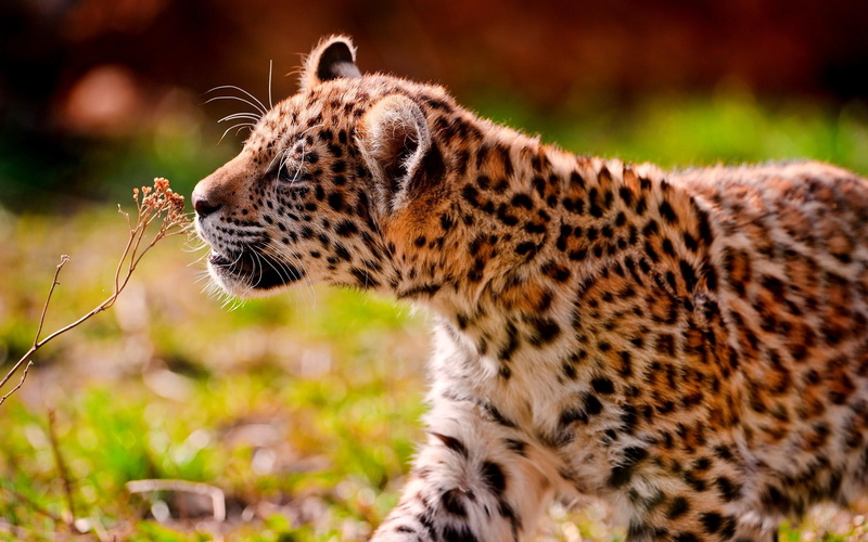 plant, 2K, leopard, smells, sniff, spring, wild, animals, brown