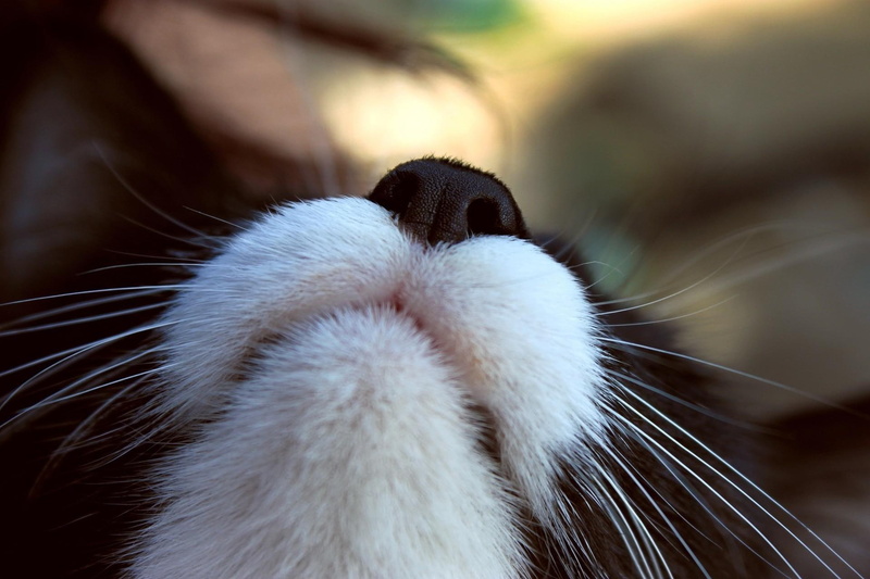 smell, nose, whiskers, can, cats, animals, lovely, funny, 1080P