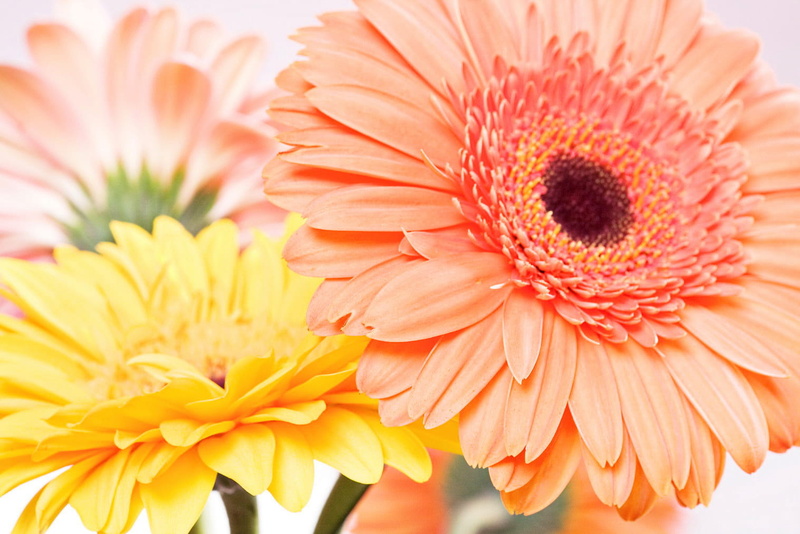 freshness, flowering plant, beauty in nature, background, smell, vulnerability, bouquet, fragility, plant, flora, springtime, herb, herbal, inflorescence