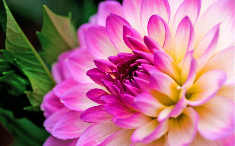dahlia, 1080P, leaves, flower, green, close, purple