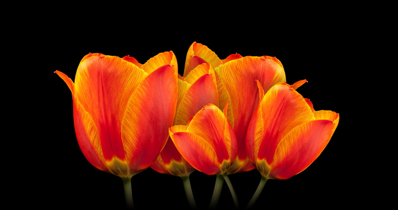 blossom, 4 k, romantic, petaled, growth, 4K, orange, tulips, studio shot, indoors, close, bloom, photo, romance, smell, freshness, yellow, petal, beauty
