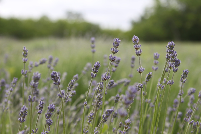 essential oils, fresh, field, purple, environment, land, peaceful, no people, close-up, freshness, focus on foreground, aroma, aromatherapy, flowering plant