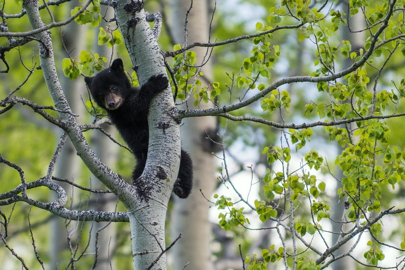 1080P, animals, bears, cubs