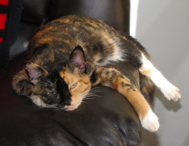 black, 1080P, calico cat, brown, green eyes, orange, leather, kitty, tri color cat, white, coach, sleeping