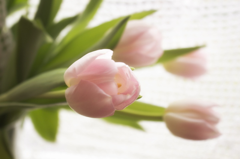 nature, romantic, roses, love, no people, selective focus, flowers, flower head, close-up, petal, flower, 5K, leaf, inflorescence, tulip, bouquet, vulnerability