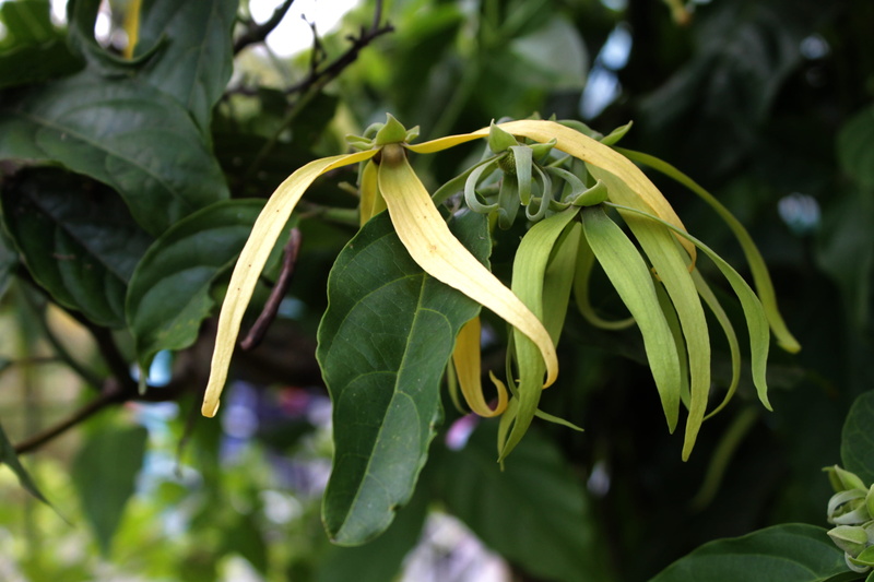 fragility, vulnerability, flowering plant, growth, nature, plant part, outdoors, food, smell, springtime, 4K, day, leaf, close-up, freshness, focus on foreground