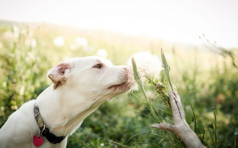 1080P, animals, smelling, coated, 1920x1200, short, dog, floral, flower, white
