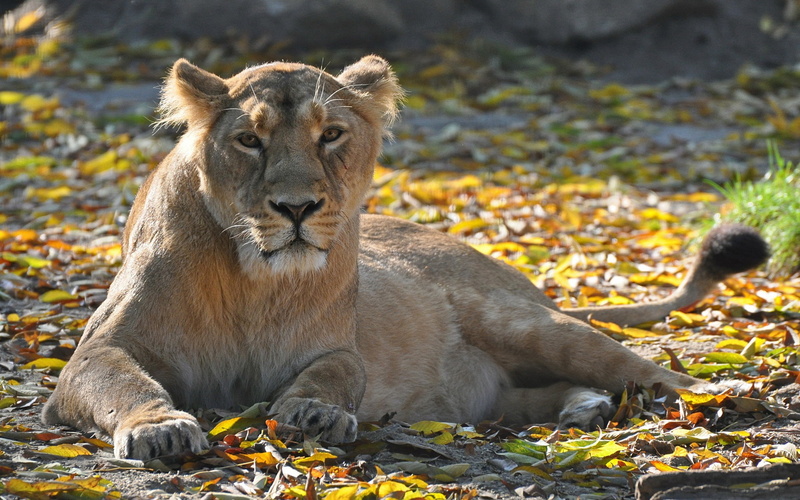 Leisure, Lioness, Autumn, Look, 1080P, Predator, Leaves