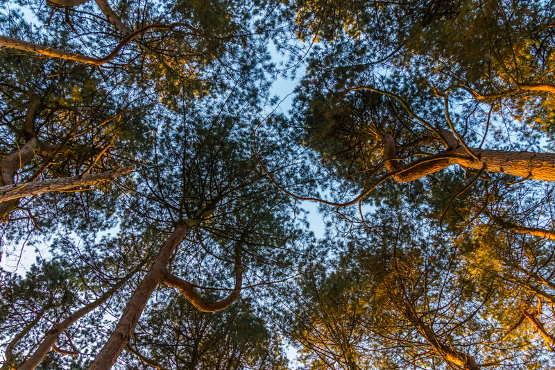 tree canopy, tree, summer, plant part, leaf, nature, season, directly below, growth, environment, plant, tree trunk, wood, beauty in nature, fair weather