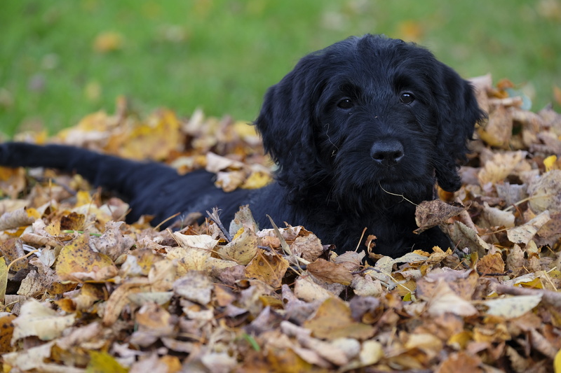 land, animal, dog, black color, vertebrate, selective focus, pet, canine, one animal, autumn, pets, daytime, field, plant part, domestic, outdoors, puppy