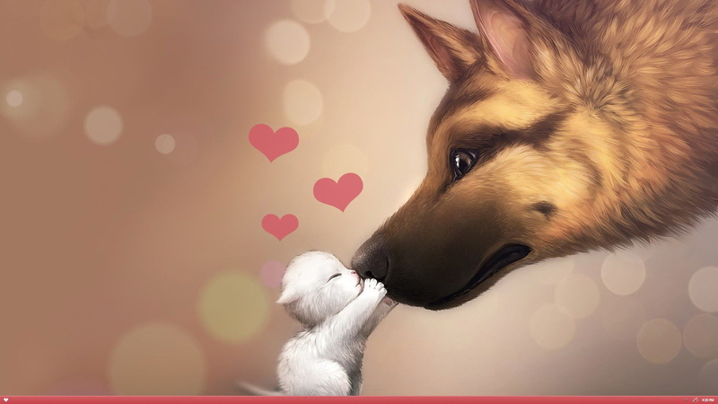 1080P, love cat, love, animals, cats, dogs, day, hd, valentines, cat, amp, dog