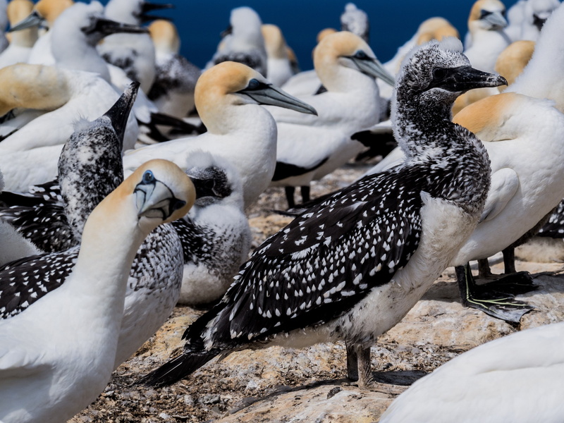 outdoors, beauty in nature, animal wildlife, land, animal, flock of birds, white color, water, group of animals, birds, animals in the wild, day, cold temperature