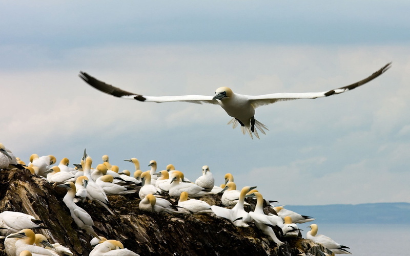 coast, birds, 1080P, gannets