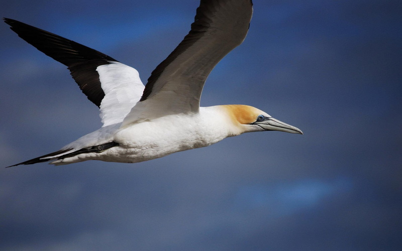 animals, gannet, 1080P, flying, bird, ocean