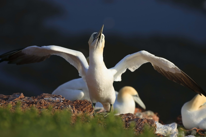 selective focus, spread wings, water, flying, beauty In Nature, sea Bird, feather, rock - object, 5K, outdoors, animal, white color, northern, rock, white