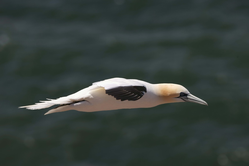 bird, animal Wing, wildlife, flying, water Bird, animal wildlife, beak, white, black-headed gull, boom, mid-air, one animal, animal themes, prey, 5K, coastline
