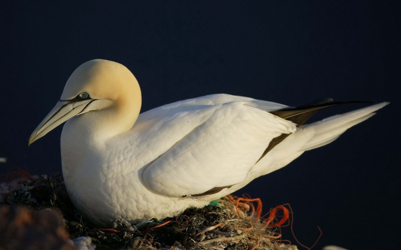 zoology, animal themes, feather, duck, no People, white color, outdoors, side view, sea, flying, nest, swan, wildlife, gannet, animal wildlife, close-up