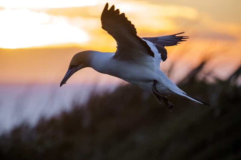 night, spread wings, gannet, animal wing, focus on foreground, photography, sea, animals in the wild, vertebrate, motion, 5K, colony, selective, new zealand