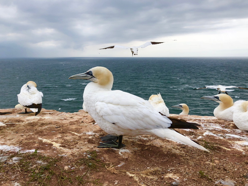 animal wildlife, horizon over water, water bird, day, nature, feather, water, animal, seagull, white color, cloud - sky, plumage, northern gannet, 4K