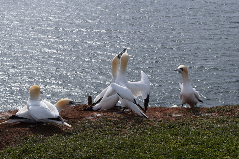animal family, nature, helgoland, northern gannet, lake, white color, animal themes, sea island, animal, beach, no people, north sea, group of animals
